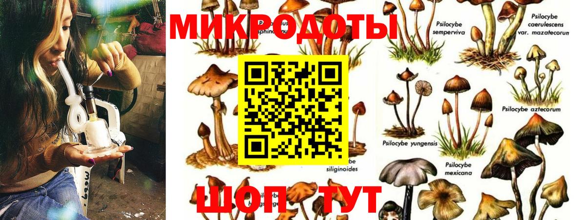 Псилоцибиновые грибы Cubensis Тольятти